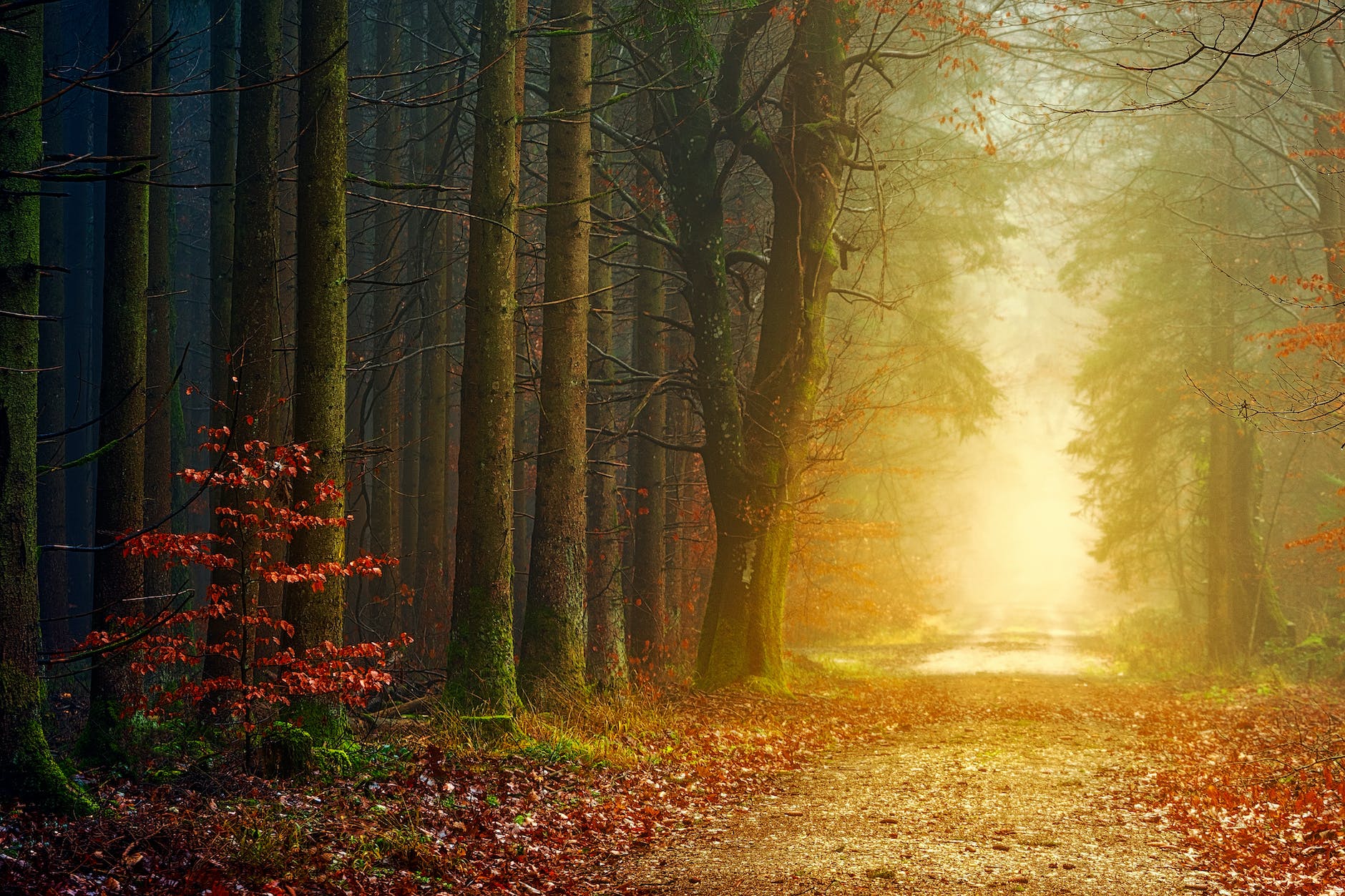 magic path in forest illuminated by colorful sunlight at dawn